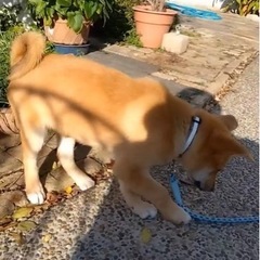 岡山市保健所☆柴風雑種の男の子！
