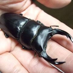 京都府産オオクワガタ F1 ♂72ミリ♀48ミリ　ペアの画像