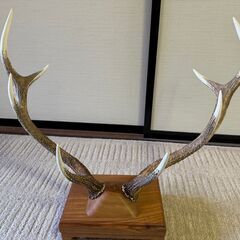 鹿の角　床の間