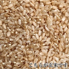 農家直送 秋田県産 令和５年 新米 あきたこまち ３０kg 特別栽培米 有機米 秋田小町 最高等級一等米 無洗米も対応