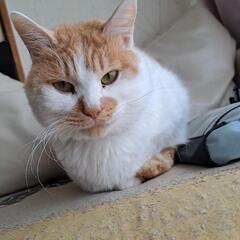 1歳半のオス猫です‪🫶🏻‪