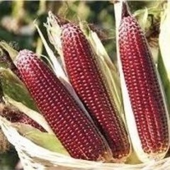日本初！熊本発　大和ルージュ　🌽トウモロコシの画像