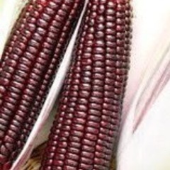 日本初！熊本発　大和ルージュ　🌽トウモロコシ