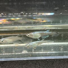 ラプンツェル様セット　天女の舞 松井ヒレ長 幹之とレクリス&夜桜ゴールドめだか の有精卵の画像