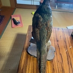 キジの剥製の画像
