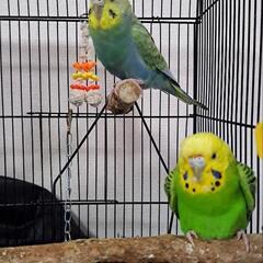 セキセイインコ2羽♂♀