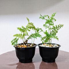 トキワシノブ　ラビットフット　セット