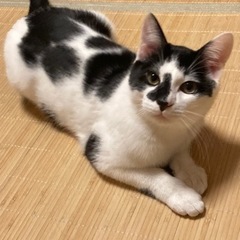推定6ヶ月の男の子🐱