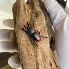 パプアキンイロクワガタ　♂♀セット