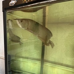 シルバーアロワナの画像