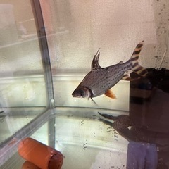 シルバーアロワナの画像