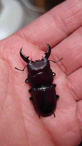 採集禁止種 ダイトウヒラタクワガタ ペア② (オーガ) 西春のその他の