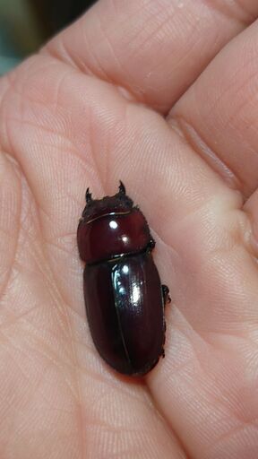 採集禁止種 ダイトウヒラタクワガタ ペア② (オーガ) 西春のその他の