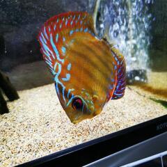 新品未使用未開封 クレドポーボーテ タンフリュイドエクラマット