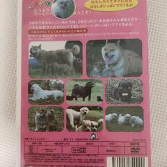 DVD 2枚セット　「どうぶつ」「こいぬ」の画像
