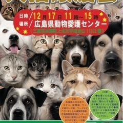 12月17日(日)犬猫譲渡会
