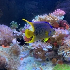 海水魚