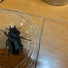 ギラファノコギリクワガタ　メス2匹　ノコギリクワガタの画像