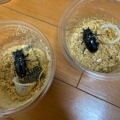 ギラファノコギリクワガタ　メス2匹　ノコギリクワガタ