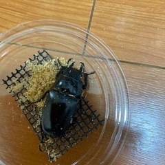 ギラファノコギリクワガタ　メス2匹　ノコギリクワガタの画像