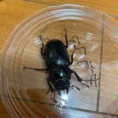 ギラファノコギリクワガタ　メス2匹　ノコギリクワガタの画像