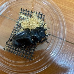 ギラファノコギリクワガタ　メス2匹　ノコギリクワガタの画像