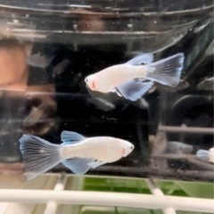 S幹之ホワイトRLF