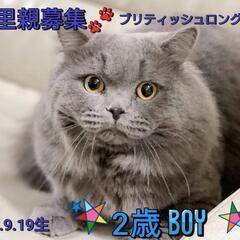 里親様決定 ｱﾘｶﾞﾄｳｺﾞｻﾞｲﾏｼﾀ!!ブリティッシュロング...