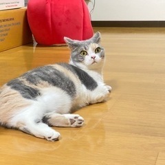 ペットショップで購入した短足マンチカン一歳半です。