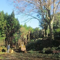 白樫、ケヤキの生原木、薪ストーブ、焚火に、チェンソー必要！