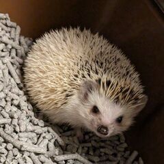ハリネズミの飼い主さんとお友達になりたい - 札幌市