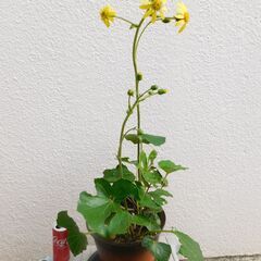 ツワブキ