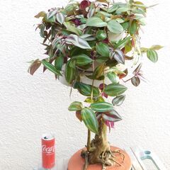 セブリナとフラワースタンド