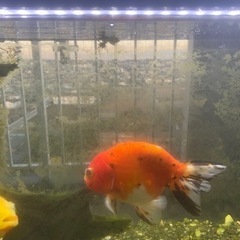 サラサ琉金、サラサ蘭鋳 金魚の画像