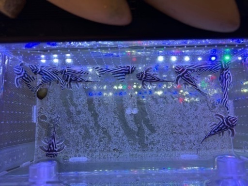 インペリアルゼブラプレコ