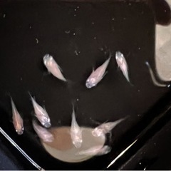 ⸌⍤⃝だるまめだか