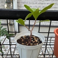 沈丁花の苗