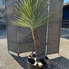 アロイフォリア🌴斑入り🌱