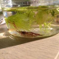 【エビ】レッドチェリーシュリンプ５匹200円の画像