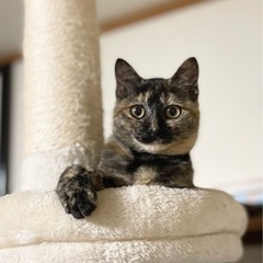 サビ柄の女の子 里親様決まりました ありがとうございました！