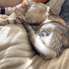 みつかりました！！！⭐️謝礼金あり⭐️迷い猫探しています