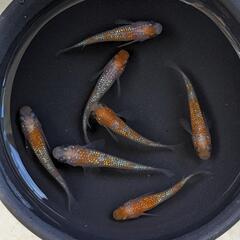 【現物】極上種親クラス！王華（メダカ）♂2♀5　7匹セット　宜野湾市大謝名小学校の門の前です。Googleマップにのってます?
