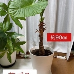 値下げ可能です！観葉植物　芋づる　鉢付き