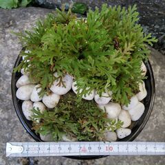 天然のイワヒバ　L