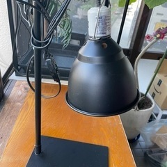 エキゾテラ　ライトドーム