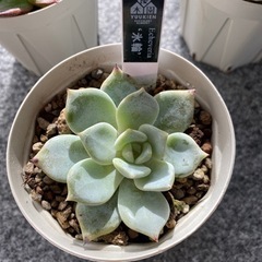 【値下げ】優木園さん苗3点セット【多肉植物】の画像