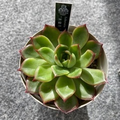 【値下げ】優木園さん苗3点セット【多肉植物】の画像
