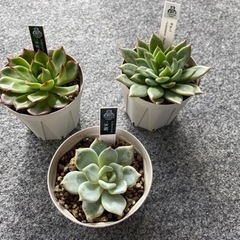 【値下げ】優木園さん苗3点セット【多肉植物】
