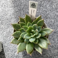 【値下げ】優木園さん苗3点セット【多肉植物】の画像