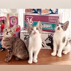 愛らしい猫達30-40匹参加‼️17・28日都内保護猫譲渡会